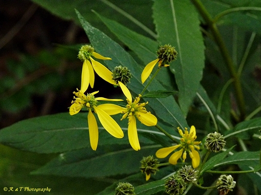 {Verbesina alternifolia}